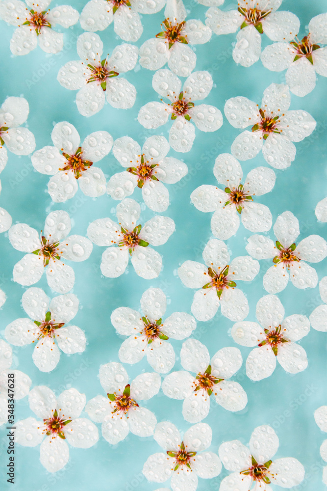 Flat lay of floating wild cherry white flowers on the surface of water, pastel blue background. Spring time and blossom. Flat lay of floating wild cherry white flowers on the surface of water, pastel blue background. Spring time and blossom.