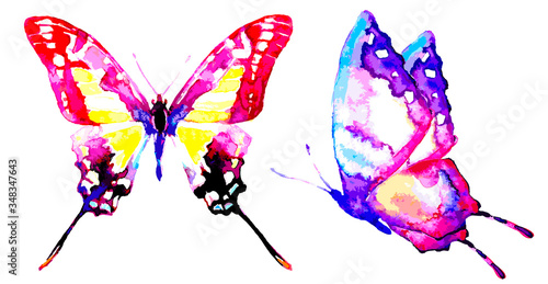 butterfly597