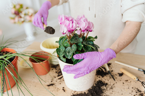 girl in a bright room, in casual clothes transplant indoor plants. Woman's hands transplanting plant a into a new pot. Home gardening. home plants.