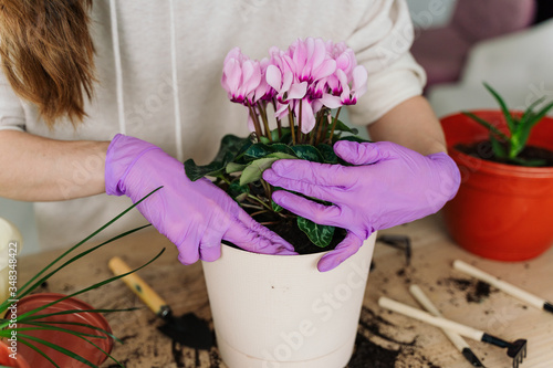 Fotografie girl in a bright room, in casual clothes transplant indoor plants