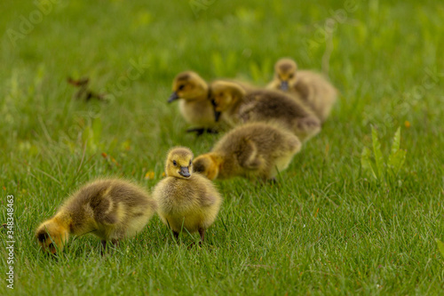 ducklings on grass © Jerzy