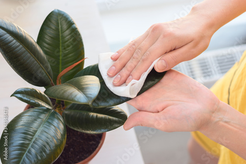 Girl wipes dust from home ficus elastica robusta photo