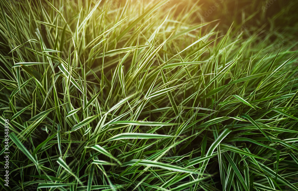 Green Grass Texture. Green Grass Texture.
