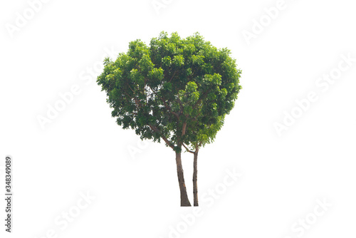 Group of green tree on isolated  an evergreen leaves plant di cut on white background with clipping path.