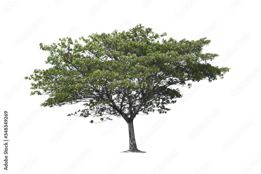 Rain tree, East Indian Walnut or Monkey Pod on isolated, an evergreen leaves plant di cut on white background with clipping path.