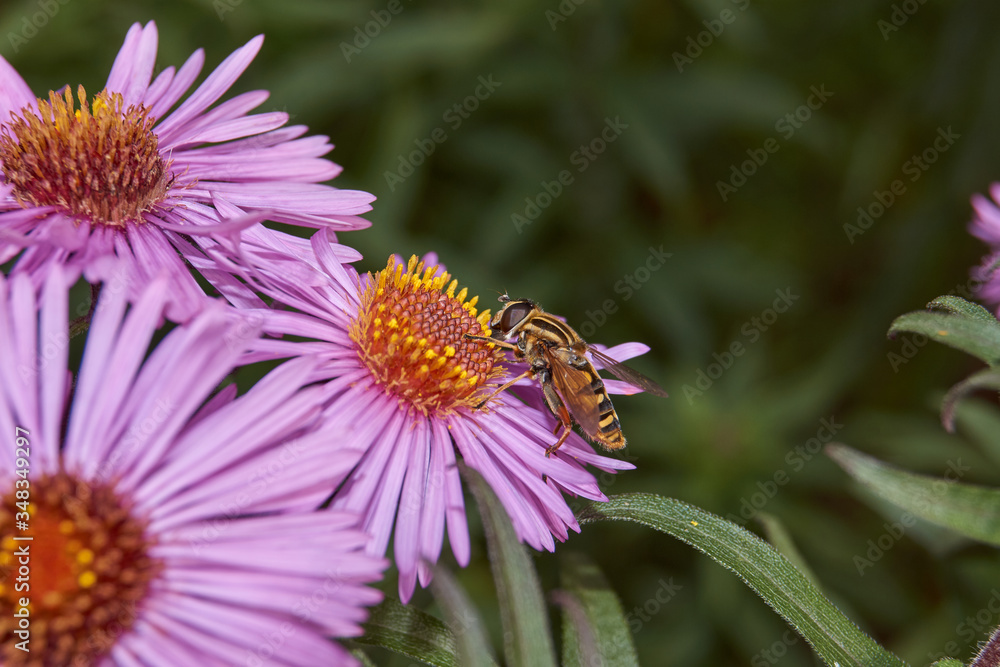 Fall. A fly collects the last nectar and pollen from perennial aster flowers. Fall. A fly collects the last nectar and pollen from perennial aster flowers.
