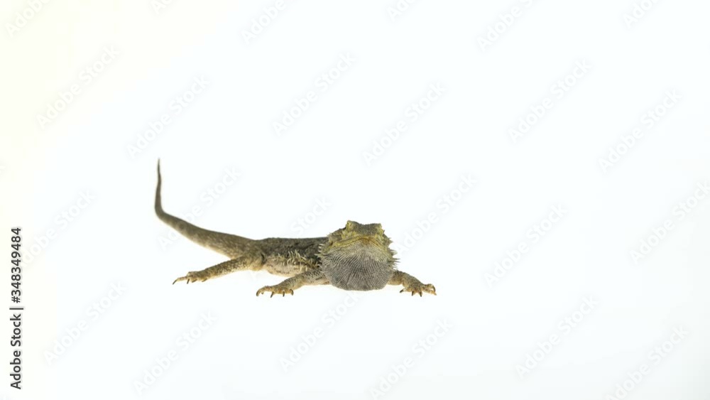 Lizards Bearded agama or Pogona vitticeps isolated at white background in studio Lizards Bearded agama or Pogona vitticeps isolated at white background in studio