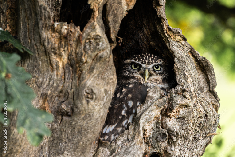 Little Owl