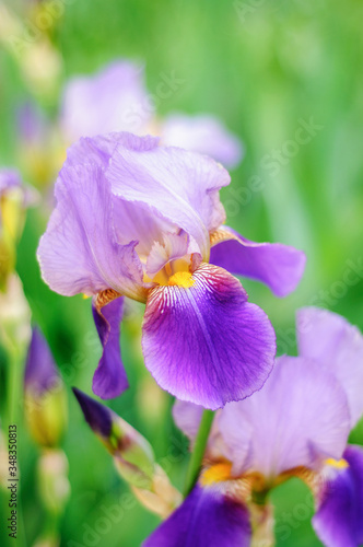 Iris flower macro photo on a green background