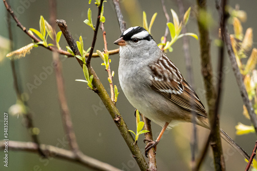 White-crowned Sparrow