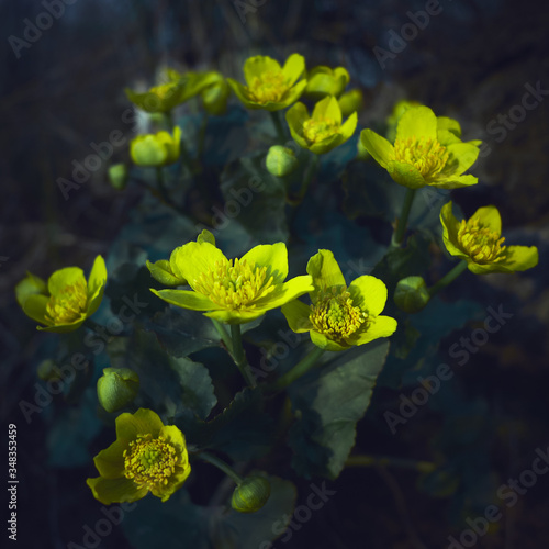 The first summer flowers near the water adorn the evening forest