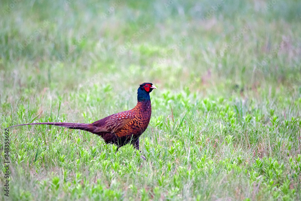 Male Common pheasant or Phasianus colchicus in grass