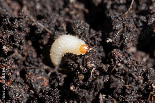 Larva of a weevil bug, Otiorhynchus, on garden soil