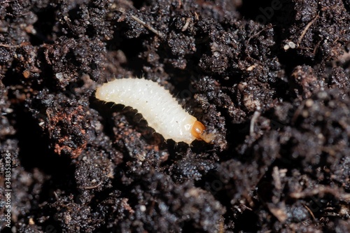 Larva of a weevil bug, Otiorhynchus, on garden soil