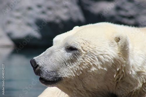 Polar bear Profile © Vivian