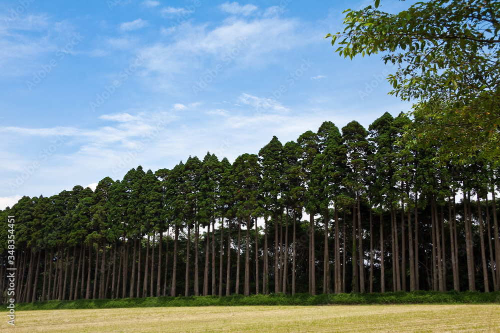 Fototapeta premium 刈り入れの終わった牧草地 