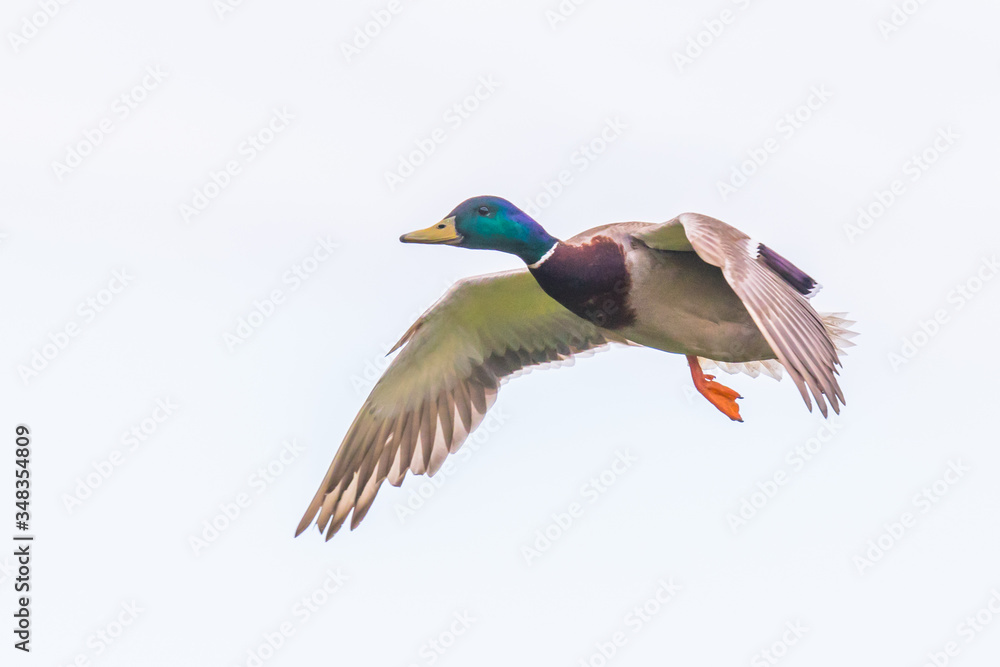 Drake Mallard Landing with Feet Down in Summer Drake Mallard Landing with Feet Down in Summer