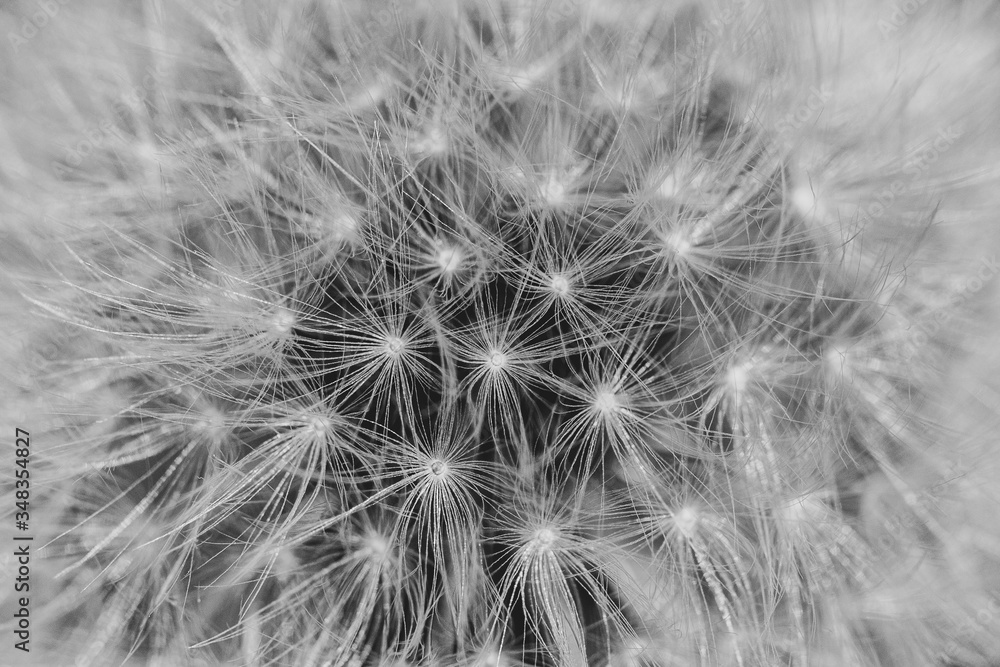 dandelion seeds on black dandelion seeds on black