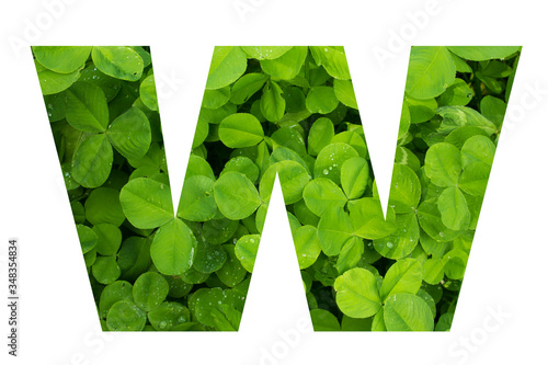 Green Clover Capital W in Poppins Font on White Background photo