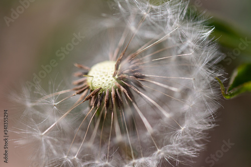 dandelion with some seeds