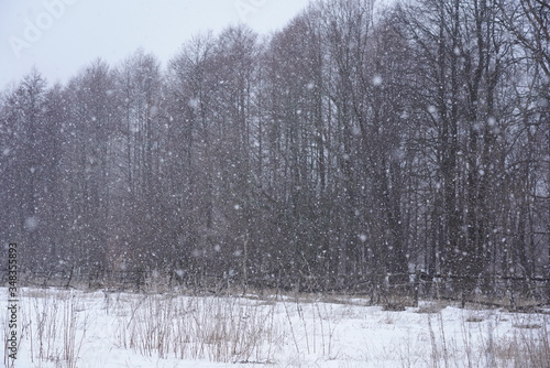 winter forest, snow, blizzard