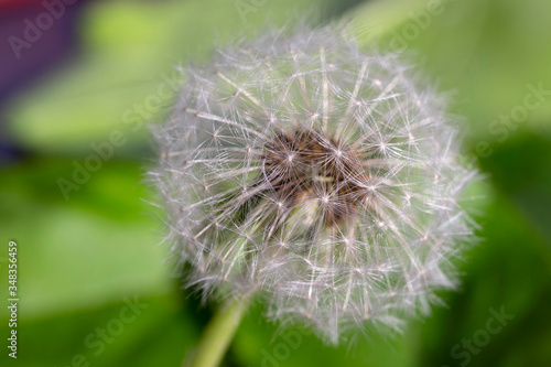 Detail of the Dandelion in Nature