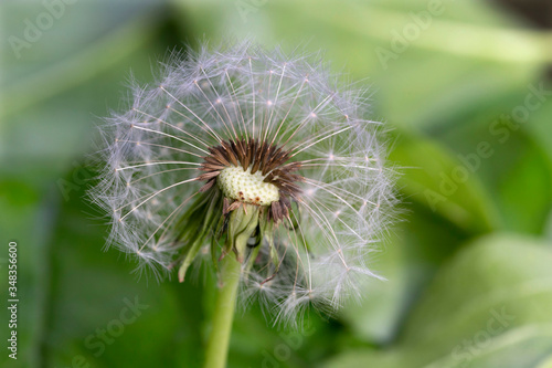 Detail of the Dandelion in Nature