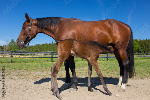 Mare and foal © Peterfactors