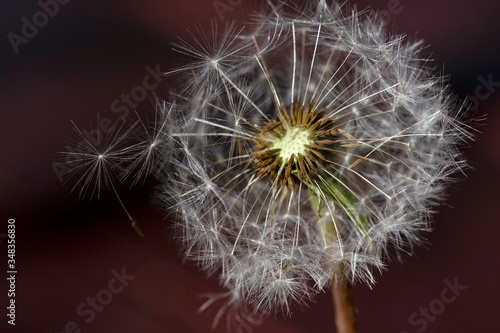 Detail of the Dandelion on the dark Background