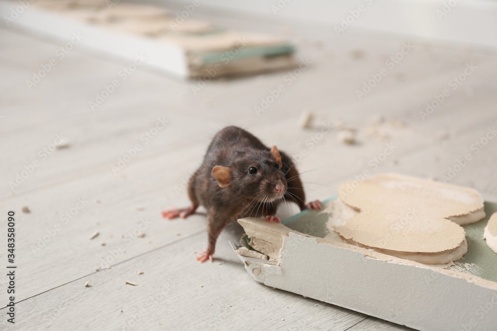 Brown rat gnawing baseboard indoors. Pest control