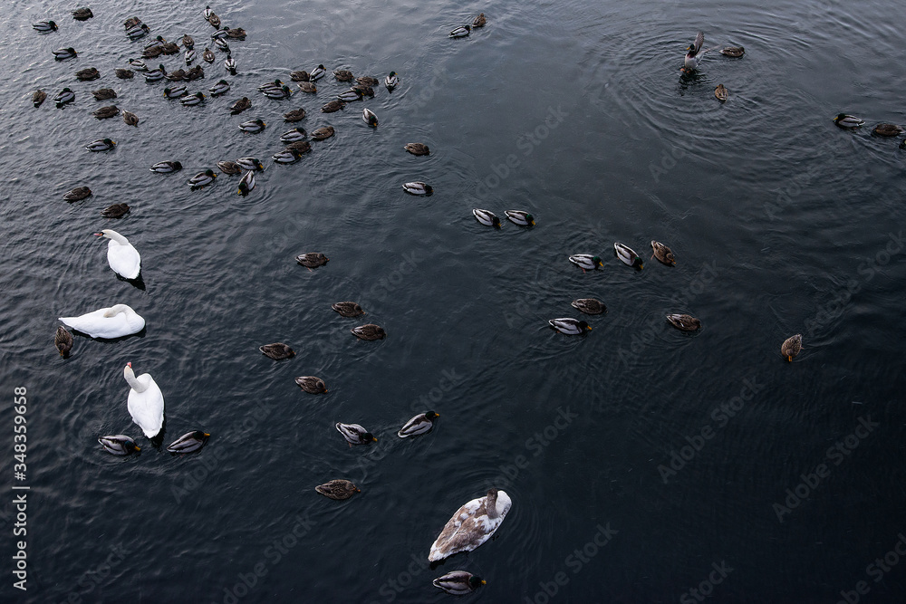 birds on a blue lake, ducks and swans swim along the river, top view, winter river, birds on a blue lake, ducks and swans swim along the river, top view, winter river,