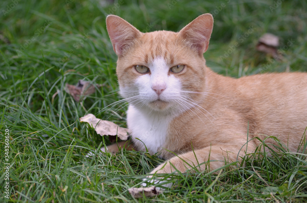 Cat on green grass