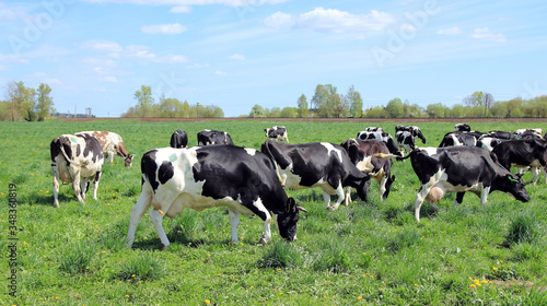 a herd of cows grazes in the meadow