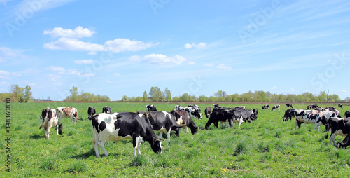 a herd of cows grazes in the meadow © sanek70974