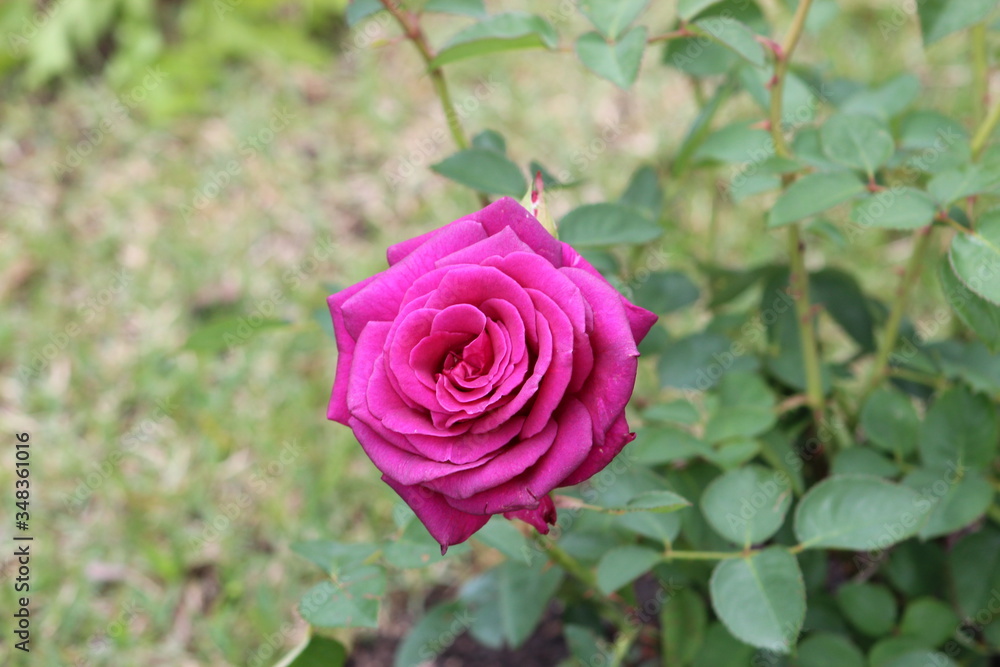 pink rose in garden pink rose in garden