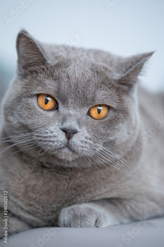 Cat breed British Blue is on the armchair © develi