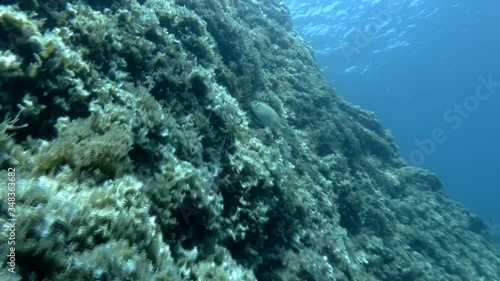 Parrotfish swim near rocky wall covered with brown alga on blue water background. Mediterranean parrotfish or European parrotfish (Sparisoma cretense) and Brown alga peacock's tail (Padina pavonica) photo