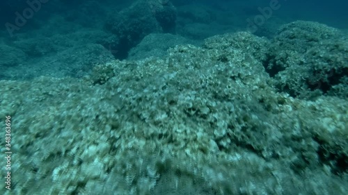 Slow motion, Underwater landscape rocky bottom covered with brown alga peacock's tail (Padina pavonica) Camera slowly moving forwards photo