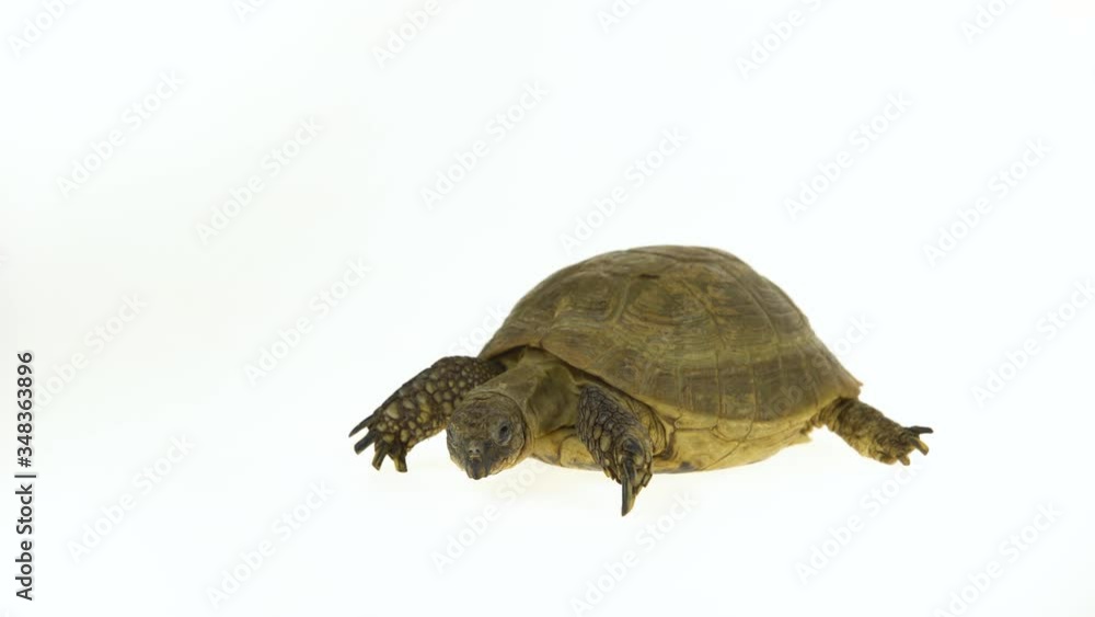Turtle isolated on a white background at studio. Turtle isolated on a white background at studio.