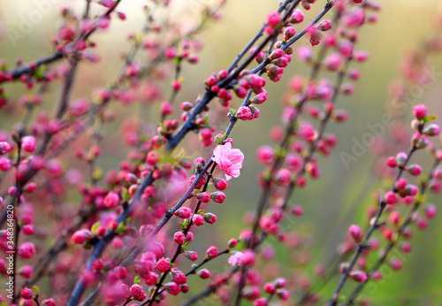 beautiful flowering plum ，in the garden © hanmaomin