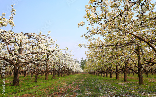 Blooming pear flowers in the background of blue sky and white clouds
