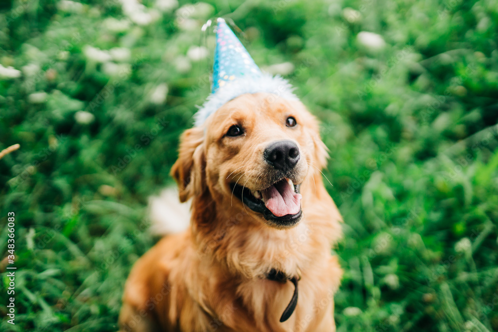 Fototapeta premium birthday buddy