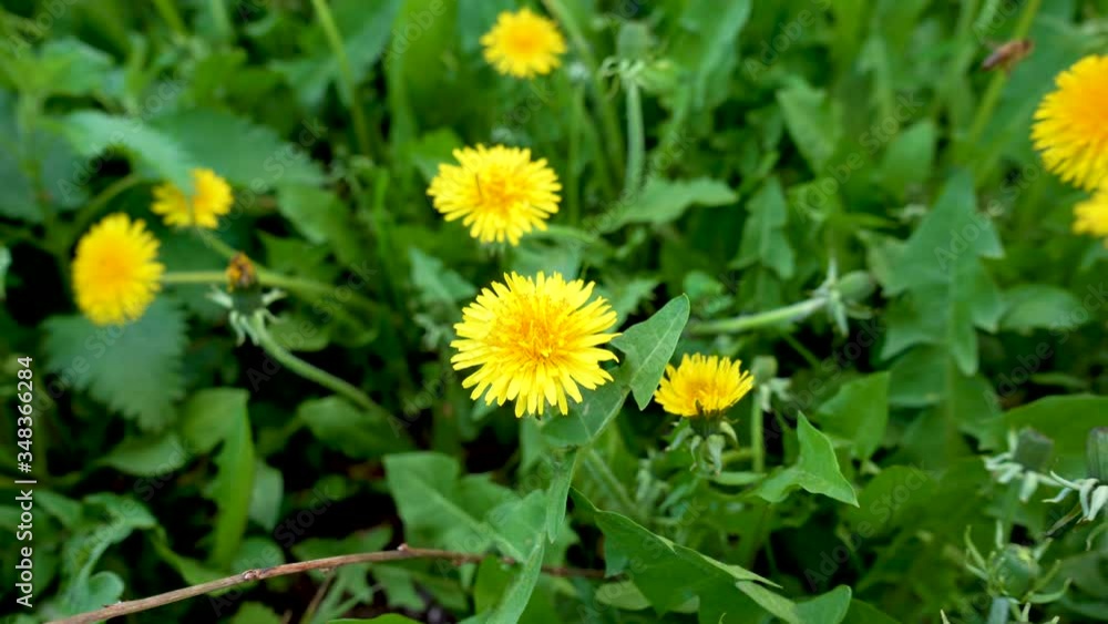 Bee collecting pollen from yellow flower of a dandelion. Bee collecting pollen from yellow flower of a dandelion.