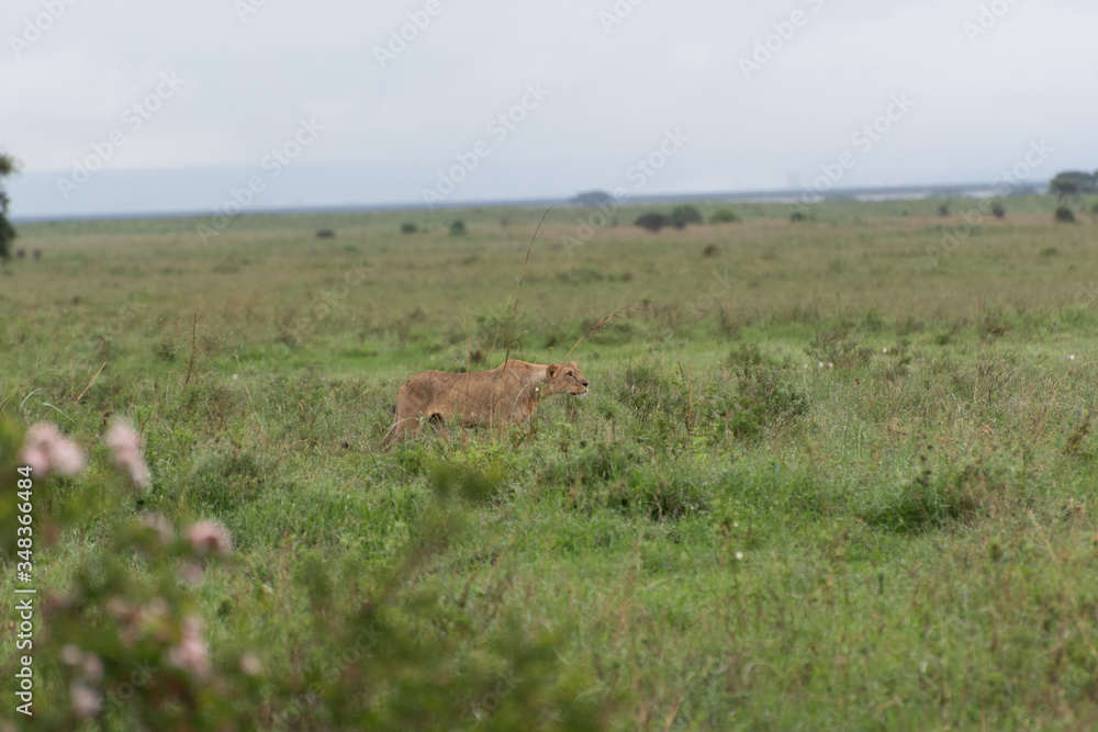 Lioness watching over her cubs in Nairobi National Park in May 2019