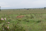 Lioness watching over her cubs in Nairobi National Park in May 2019