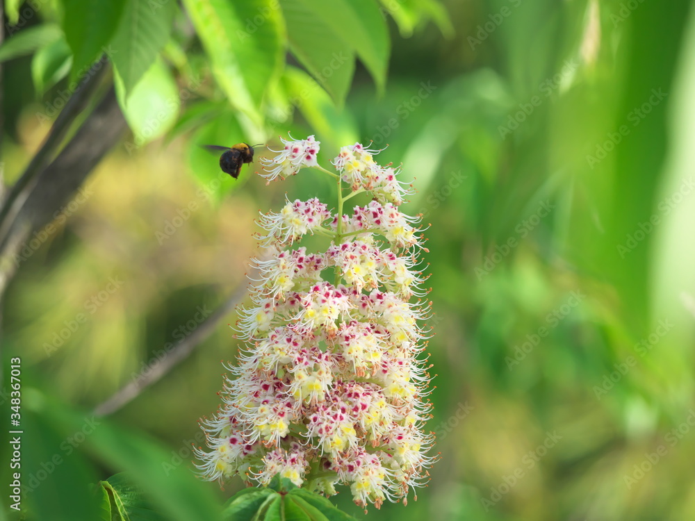 Tokyo,Japan-May 13, 2020: Closeup of flowers of Japanese Horse Chestnut and a hovering Carpenter Bee
Tokyo,Japan-May 13, 2020: Closeup of flowers of Japanese Horse Chestnut and a hovering Carpenter Bee