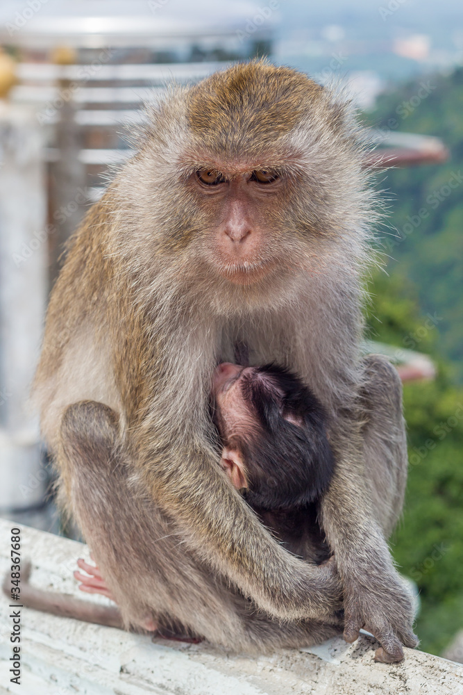 Naklejka premium female monkeys , mom with his baby breastfeeding.