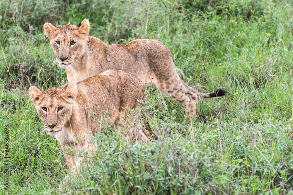 Lion family playing in Nairobi National Park in May 2019 Lion family playing in Nairobi National Park in May 2019