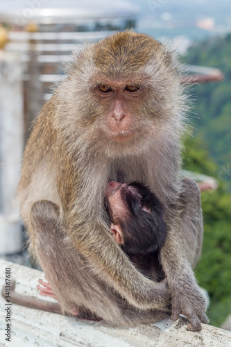 female monkeys , mom with his baby breastfeeding.  © галина шарапова