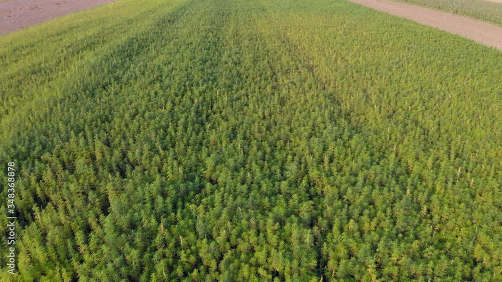 Wide Aerial view of a beautiful marijuana CBD hemp field Wide Aerial view of a beautiful marijuana CBD hemp field